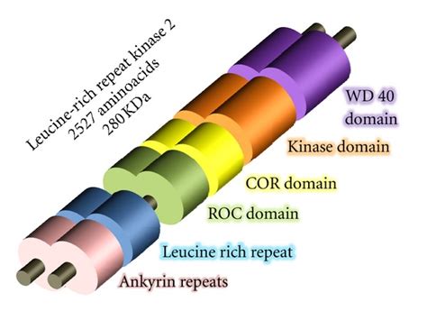 Lrrk2 Domain Structure With Homodimeric Conformation Lrrk2 Is A