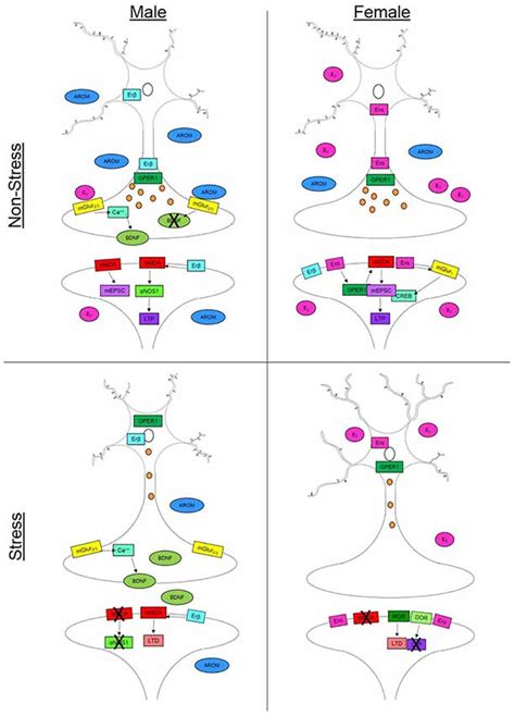 Frontiers Sex Differences In Synaptic Plasticity Hormones And Beyond