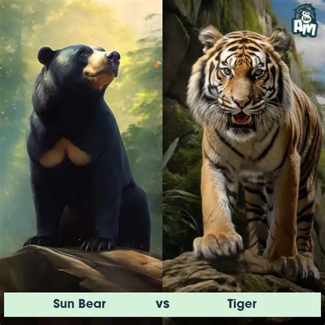 Sun Bear: Predator-Prey Interactions, Fights, and Aggressive Behaviors | Animal Matchup