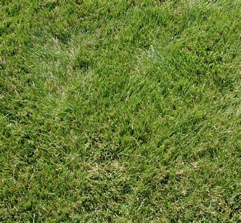 Grass Texture Free Photo Download | FreeImages