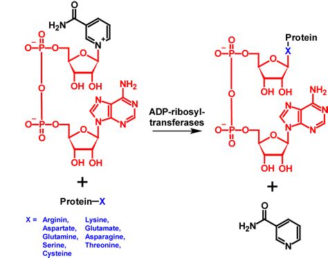 ADP Ribosylation Blog Pi