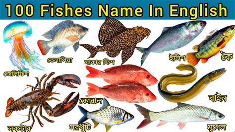 Name of fishes in English with pic ছব সহ মছর নম বল ও ইরজত