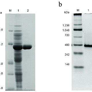 Sds Page A And Native Page B Analysis Of The Purified Proteins A