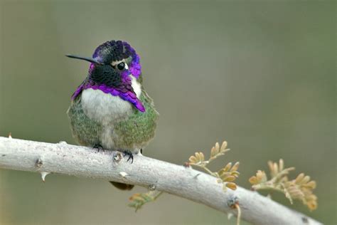 Types Of Hummingbirds In Oregon With Pictures Birdwatching Tips