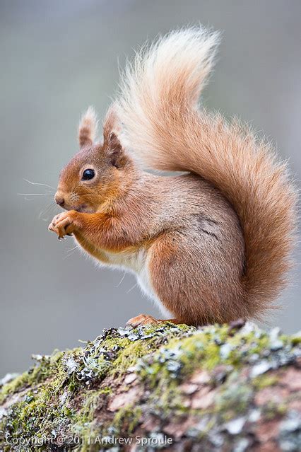 Female Red Squirrel Sciurus Vulgaris I Thought Puffins W Flickr