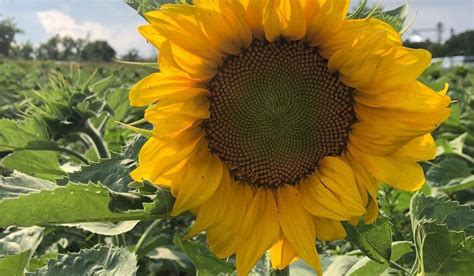 Sunflowers and Daisies: Differences and Similarities