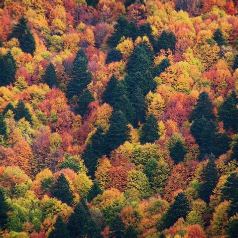 Foliage Parco Nazionale della Sila Grazie alle numerose varietà di