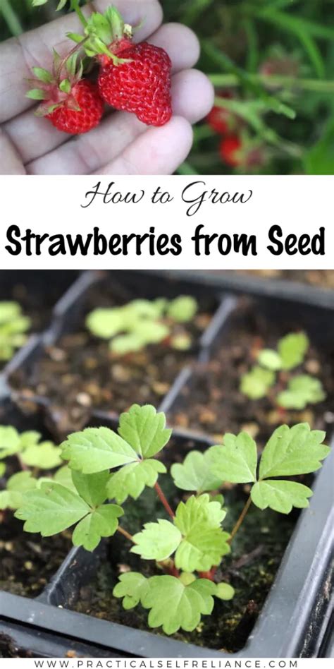 Growing Strawberries From Seed Strawberry Plants When To Plant