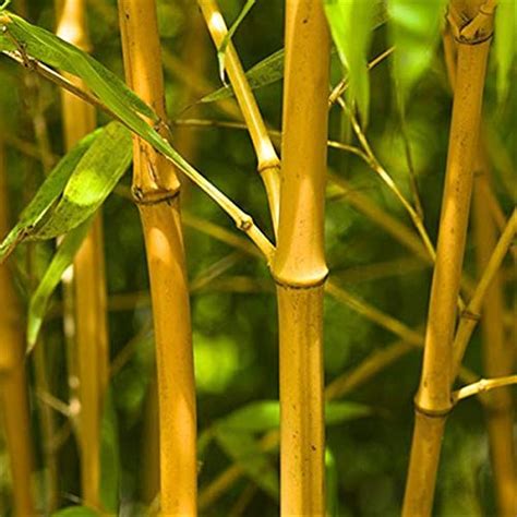 Plant Nursery Online Golden Bamboo Plants Pack Of 2 Live Plants