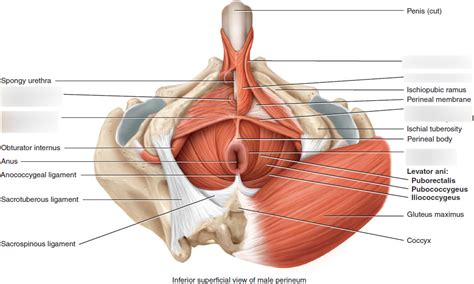 Perineum Muscles Diagram Quizlet