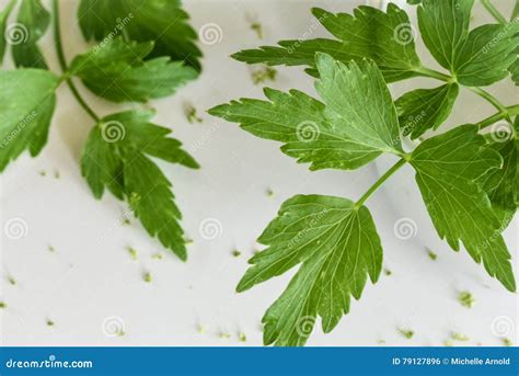 Flat Leaf Parsley Isolated On White Background Stock Photo Image Of