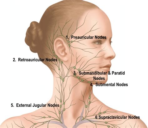 Supraclavicular Lymph Nodes Diagram