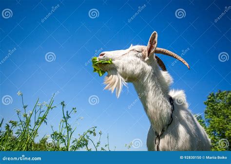 Portrait Of A Goat Chewing Stock Photo Image Of Chew 92830150