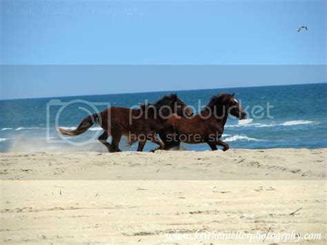 Wild Horses On The Beach | Wallpapers Gallery