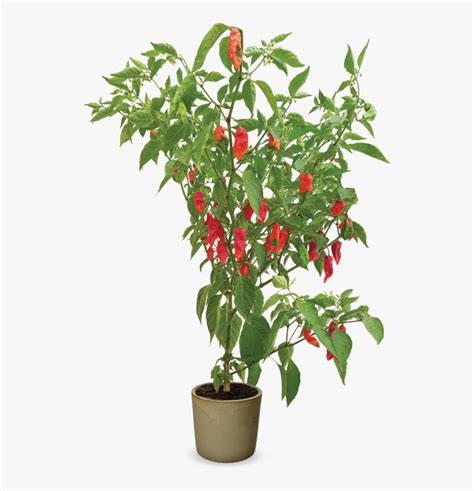 Hot Pepper Plant Png Transparent Png Transparent Png Image PNGitem