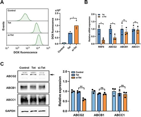 Full Article SiRNF8 Delivered By DNA Framework Nucleic Acid