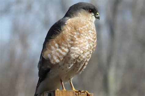 14 Species Of Hawks In Texas With Pictures Bird Feeder Hub