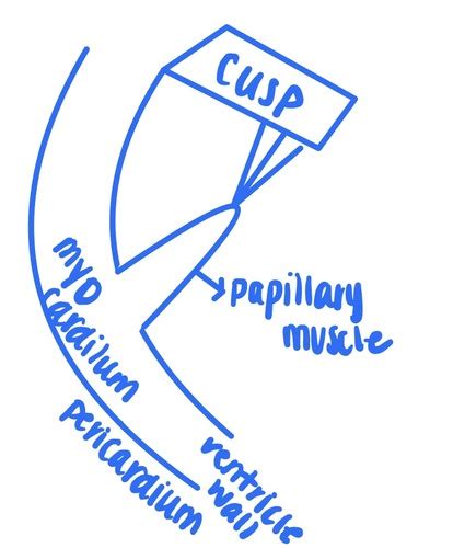 Physio Exam Flashcards Quizlet