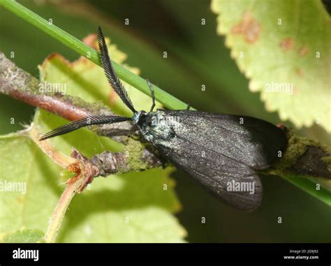 Male European Rhagades Pruni Moth Zygaenidae Unofficial English