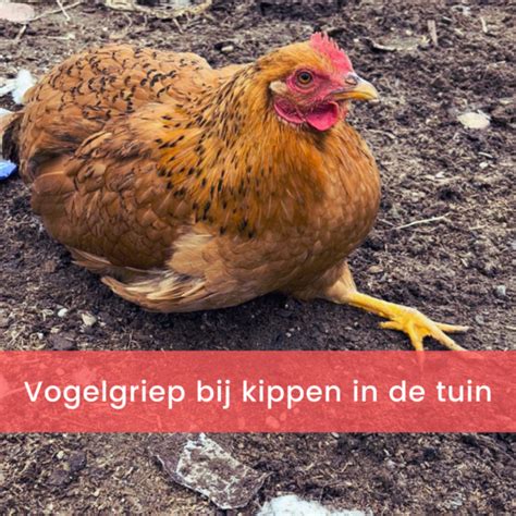 Vogelgriep Bij Kippen In De Tuin De Kippenclub