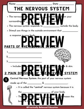 Nervous System Guided Notes Presentation By Practically Balanced