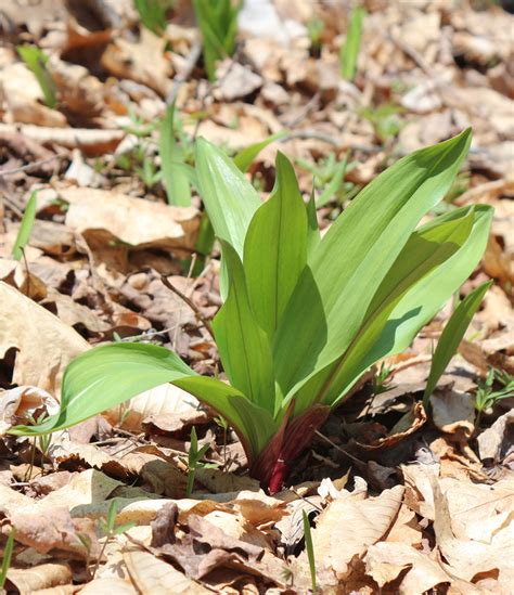 Wild Ramps (Leeks) – A Seasonal Delicacy – Wild West Virginia Ramps