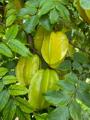 Star Fruit Tree: Growing Unique Tropical Fruit | Everglades Farm