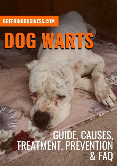 Dog Warts – Guide, Causes, Treatments, Prevention & FAQ