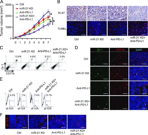 Integrated Anti Pd L1 And Mir 21 Kd Improve The Antitumor Effect Of