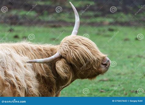 The Highland cow stock photo. Image of animal, breeding - 275657642