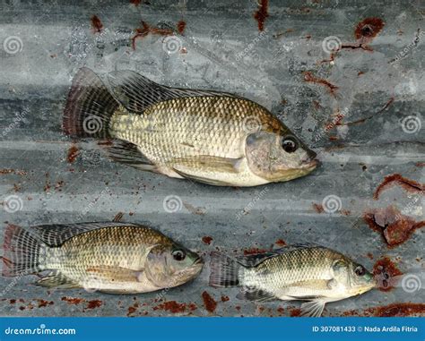 Oreochromis mossambicus stock image. Image of large - 307081433