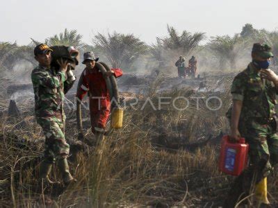 KEBAKARAN LAHAN DI PERKEBUNAN SAWIT ANTARA Foto