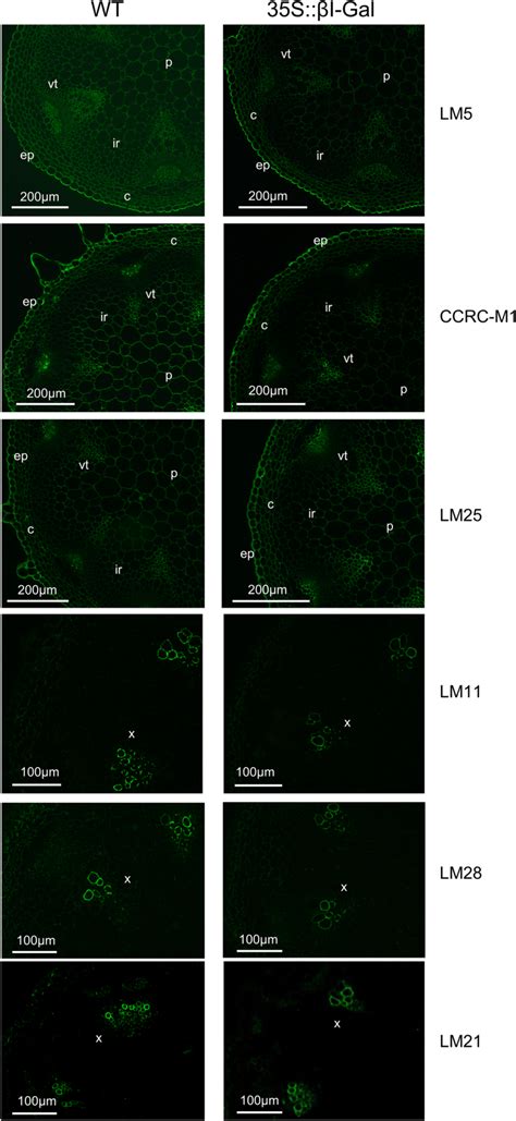 Immunolocalization Of D Galactan Lm Xg Ccrc M And Lm