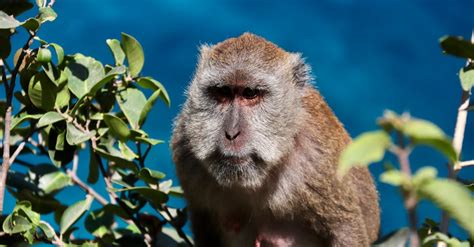 Monkey at the beach · Free Stock Photo