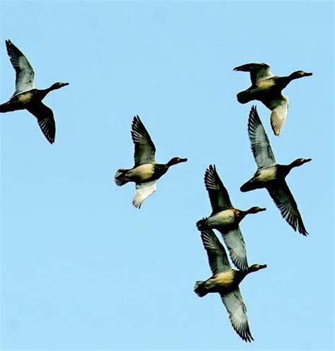 Rare bird sightings in Wular renew optimism for its restoration : r/kashmir