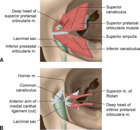 Orbicularis Oculi Origin And Insertion