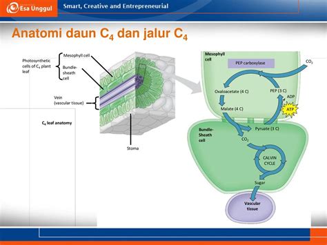 Anatomi Daun Tumbuhan C3 Meteor