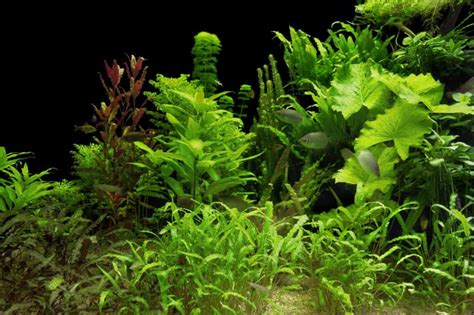 Top 10 Best Aquarium Plants To Reduce Nitrates Updated 2021