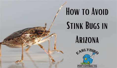 How to Avoid Stink Bugs in Arizona | Early Bird Pest Control