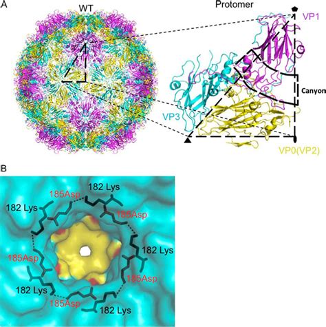 Crystal Structures Of Enterovirus Ev Recombinant Virus Particles