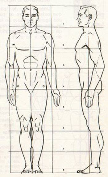 Desenho Corpo Humano Corpo Humano Proporções Humanas