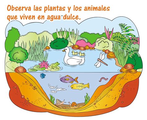 Ecosistema acuático de agua dulce - Escolar - ABC Color