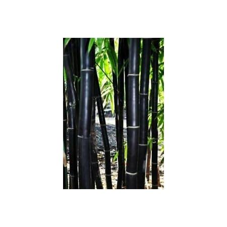 Amazon 100 Rare Black Bamboo Seeds For Planting Exotic And