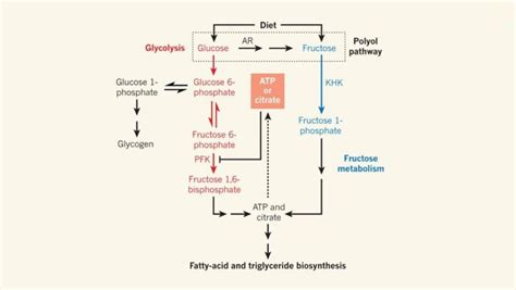 Fructose Metabolism Pathway