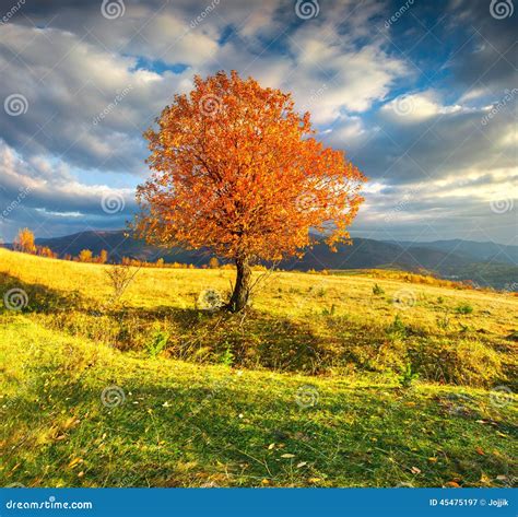 Lonely Autumn Tree Against Dramatic Sky In Mountains Stock Image