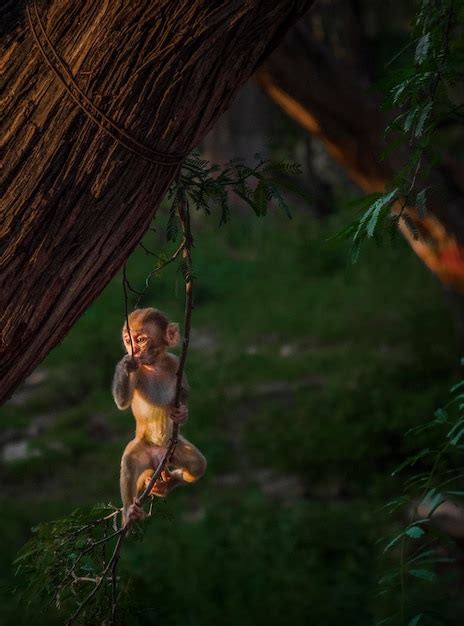 Premium Photo | Close-up of monkey on tree swinging