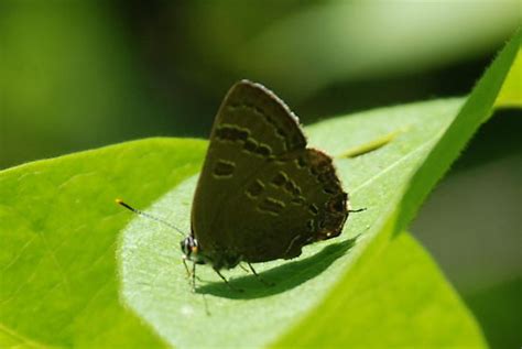 Hickory Hairstreak Satyrium Calanus Bugguide Net