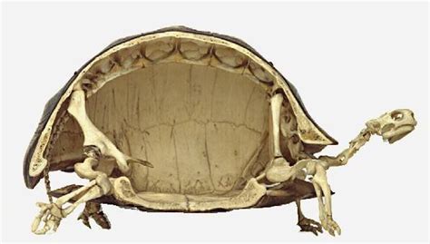 Turtle Shell Anatomy