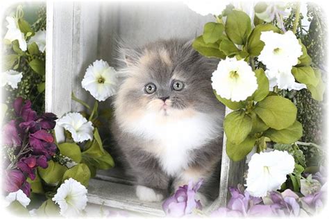 Dilute Calico Persian Kittens - Doll Face Persian Kittens