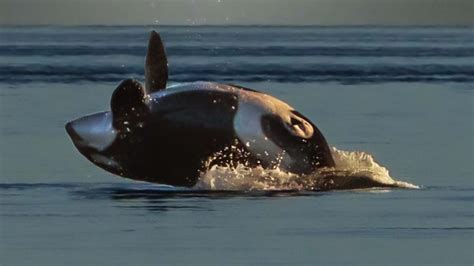 J-Pod orca Tahlequah gives birth to new calf | king5.com